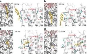 Scoperto un nuovo ruolo del colesterolo nella regolazione delle proteine del cervello