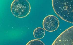 Regolazione del colesterolo nelle cellule: un aiuto contro il cancro
