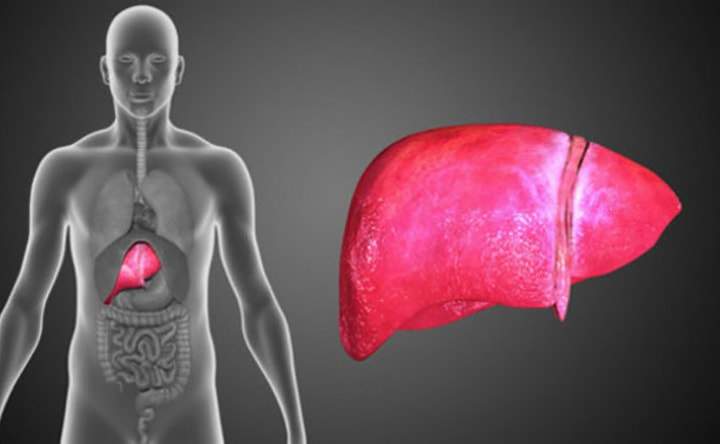 I benefici dell’assunzione del CoQ10 sui pazienti operati al tumore al fegato