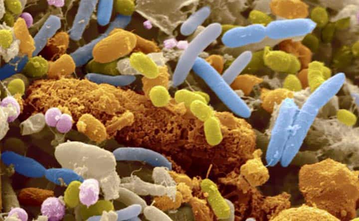 Come i batteri intestinali possono influenzare i livelli di zucchero nel sangue