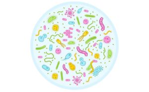 Microbioma intestinale, colesterolo HDL e trigliceridi, il legame