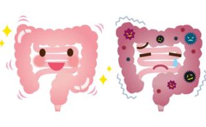 L’importanza di un intestino sano per abbassare il colesterolo