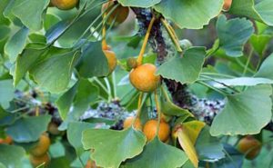 Ictus: ecco come l’estratto di erbe potrebbe migliorare le funzioni cerebrali