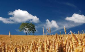 Cereali antichi: mito o scienza?