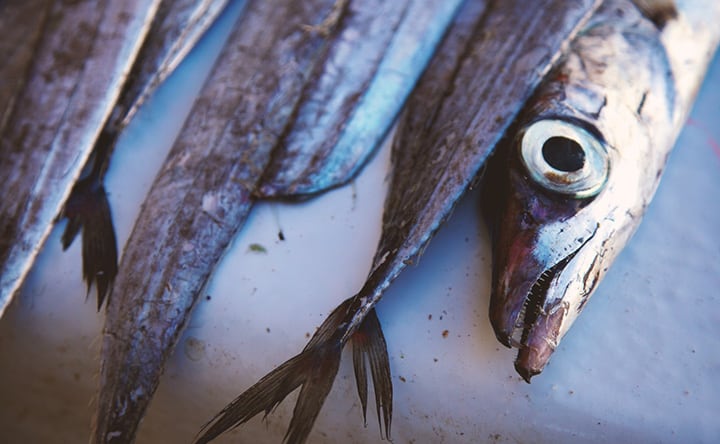 Pesce vestito a festa!