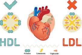 Colesterolo, un potenziale pericolo per la salute da tenere sotto controllo